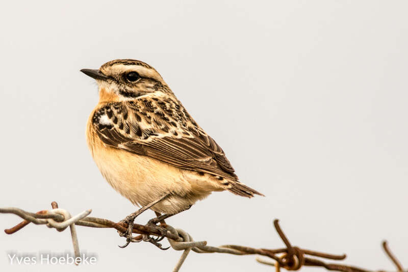 Image of Whinchat