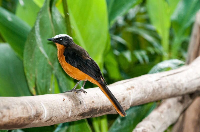 Image of White-crowned Robin-Chat