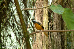 Image of White-crowned Robin-Chat