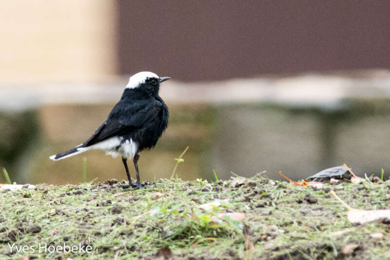 Image of White-crowned Black Wheatear