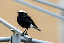 Image of White-crowned Black Wheatear