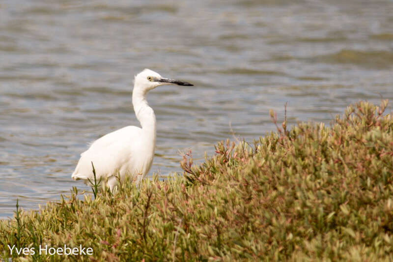 Image of Little Egret