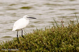 Image of Little Egret