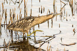 Image of great bittern, bittern