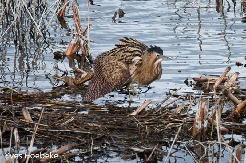 Image of great bittern, bittern