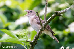 Image of Garden Warbler