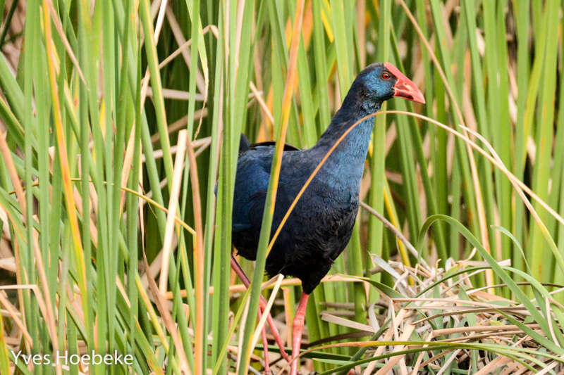 Image of Purple Swamphen