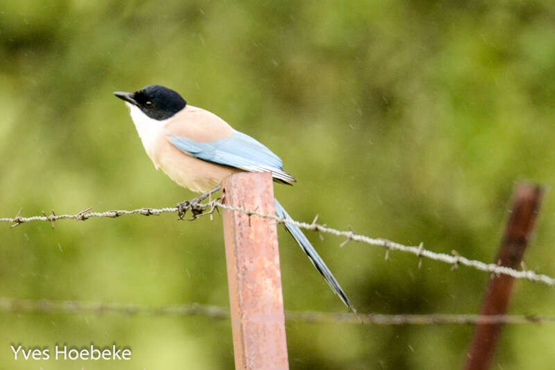 Image of Iberian Magpie