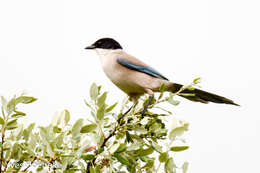 Image of Iberian Magpie