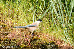 Image of Iberian Magpie