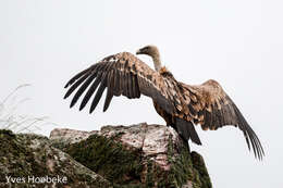 Image of Eurasian Griffon Vulture