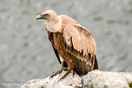 Image of Eurasian Griffon Vulture