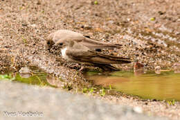 Image of Eurasian Crag Martin