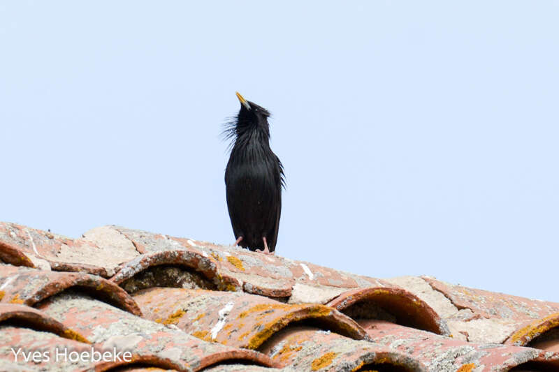 Image of Spotless Starling