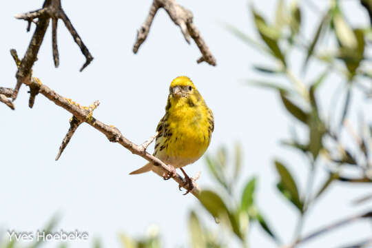 Image of serin, european serin