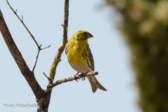 Image of serin, european serin