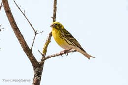 Image of serin, european serin