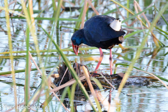 Image of Purple Swamphen