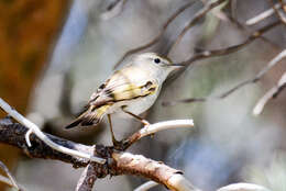 Image of Bonelli's Warbler