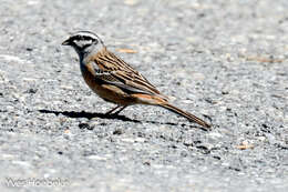 Image of European Rock Bunting