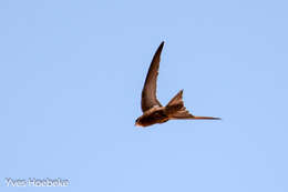 Image of Pallid Swift