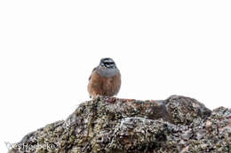 Image of European Rock Bunting