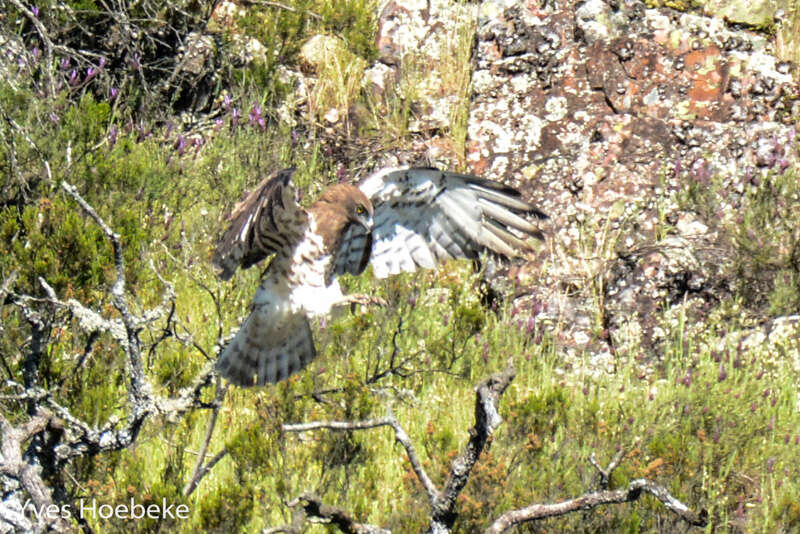 Image of Short-toed Eagle