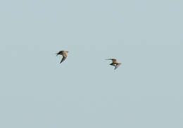 Image of Pin-tailed Sandgrouse