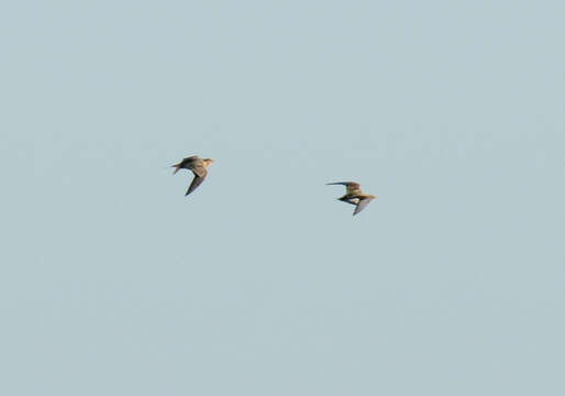 Image of Pin-tailed Sandgrouse