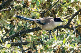 Image of Iberian Magpie