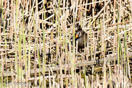 Image of Spotted Crake