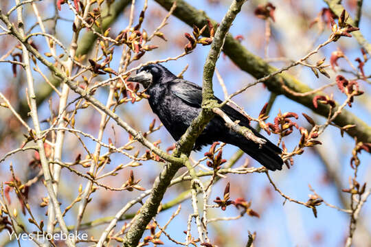 Imagem de Corvus frugilegus Linnaeus 1758