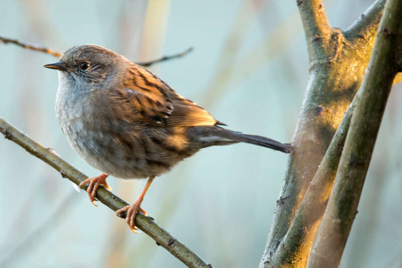 Image of Dunnock