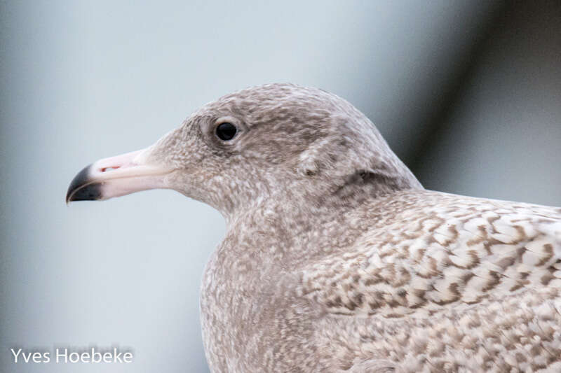 Image of Glaucous Gull