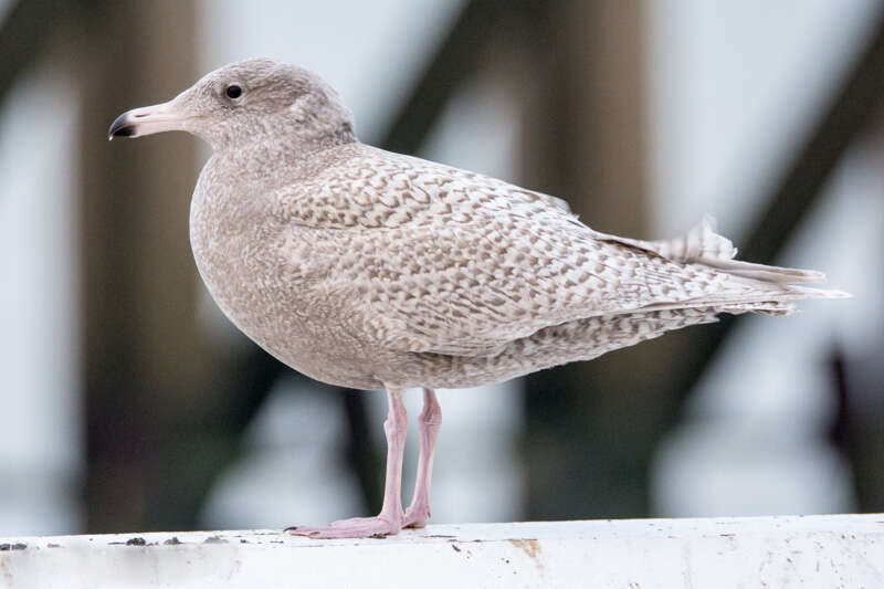 Image of Glaucous Gull