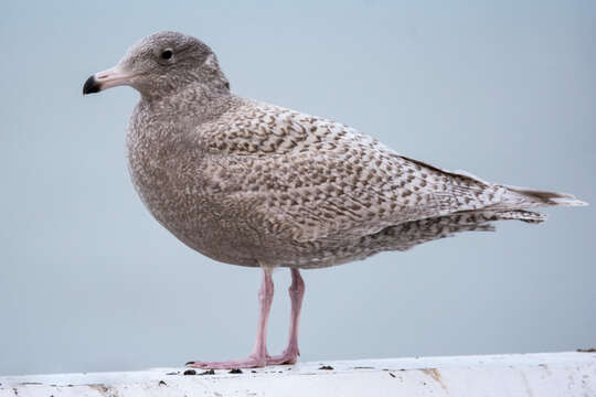 Image of Glaucous Gull