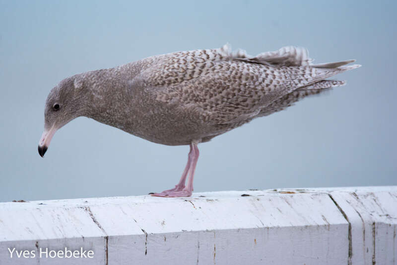 Image of Glaucous Gull