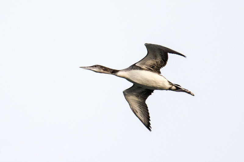 Image of loons