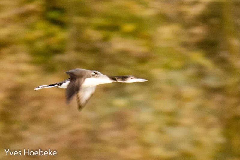 Image of loons