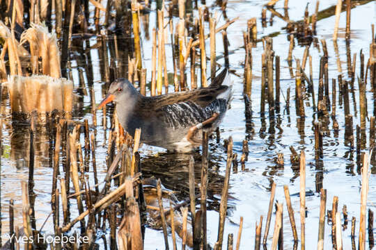 Image of European Water Rail