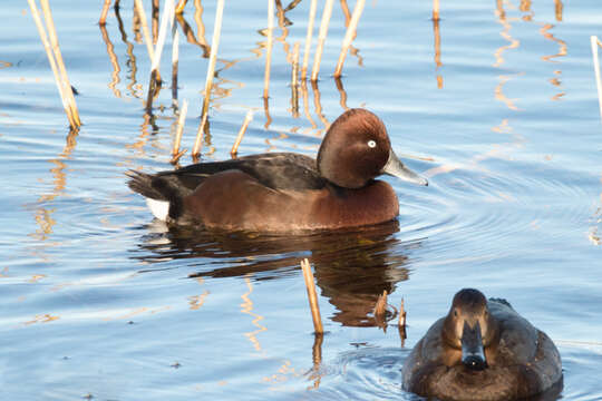 Image of Ferruginous Duck