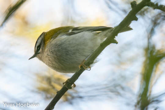 Image of Common Firecrest