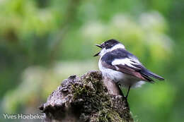 Image of Collared Flycatcher