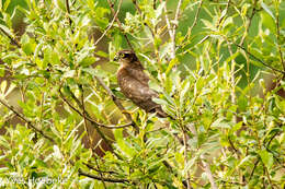 Image of Eurasian Sparrowhawk