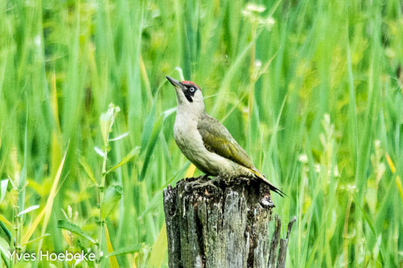 Image of Eurasian Green Woodpecker