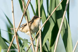 Image of Marsh Warbler