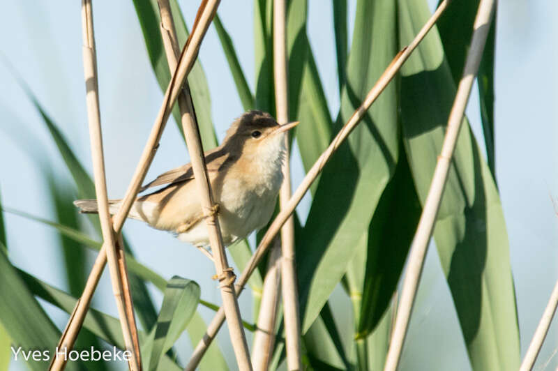 Image of Marsh Warbler