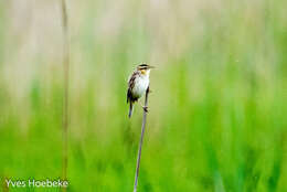 Image of Aquatic Warbler