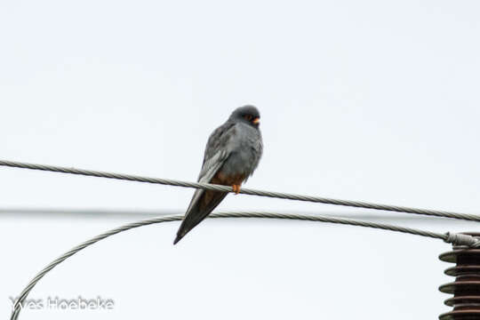 Image of Red-footed Falcon