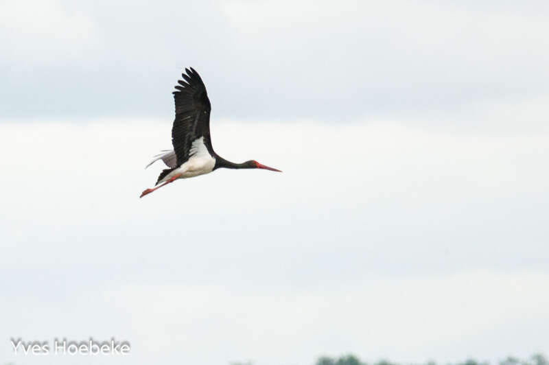 Image of Black Stork